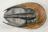 Harpes (Scotoharpes) Trilobite - Orange Head Shield #125079-1